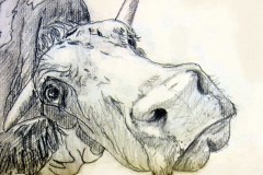 Kuh-nahe Skizze Bleistift